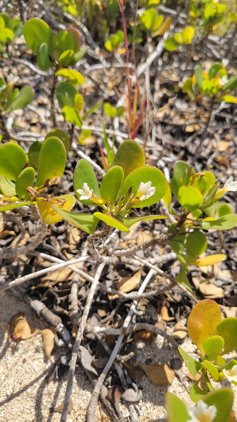 Dwarf Naupaka photo 2
