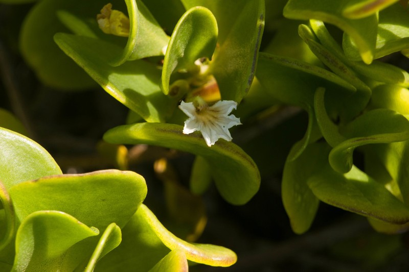 Dwarf Naupaka photo 3