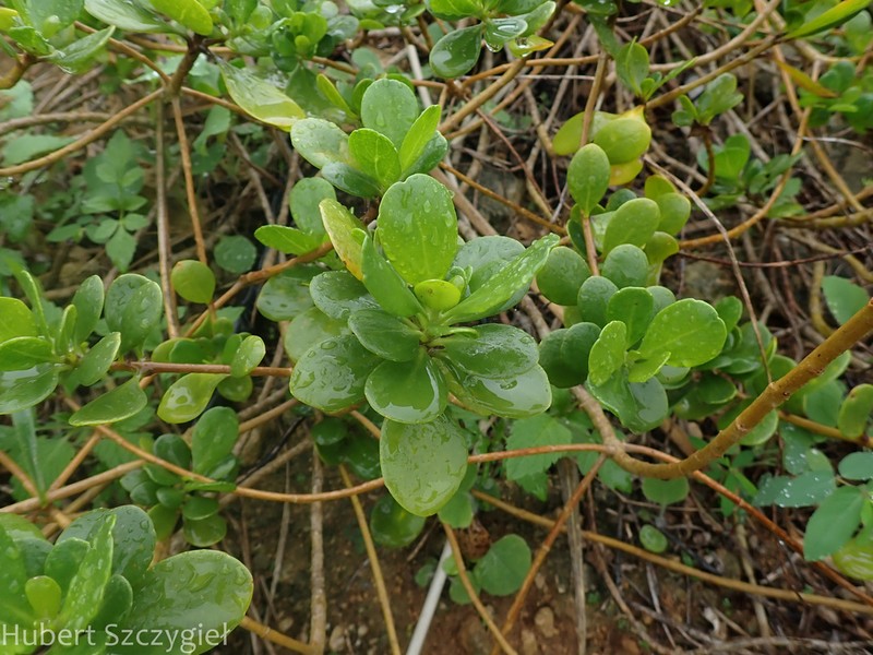 Dwarf Naupaka photo 4