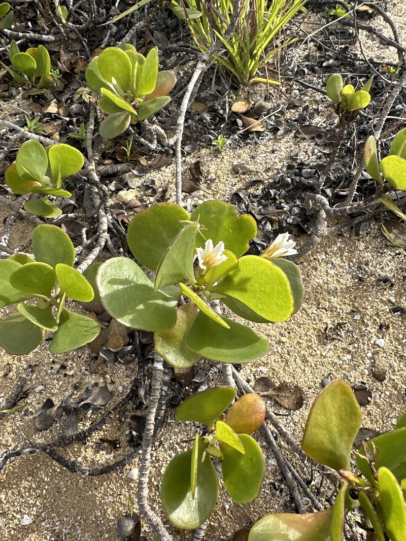 Dwarf Naupaka photo 5