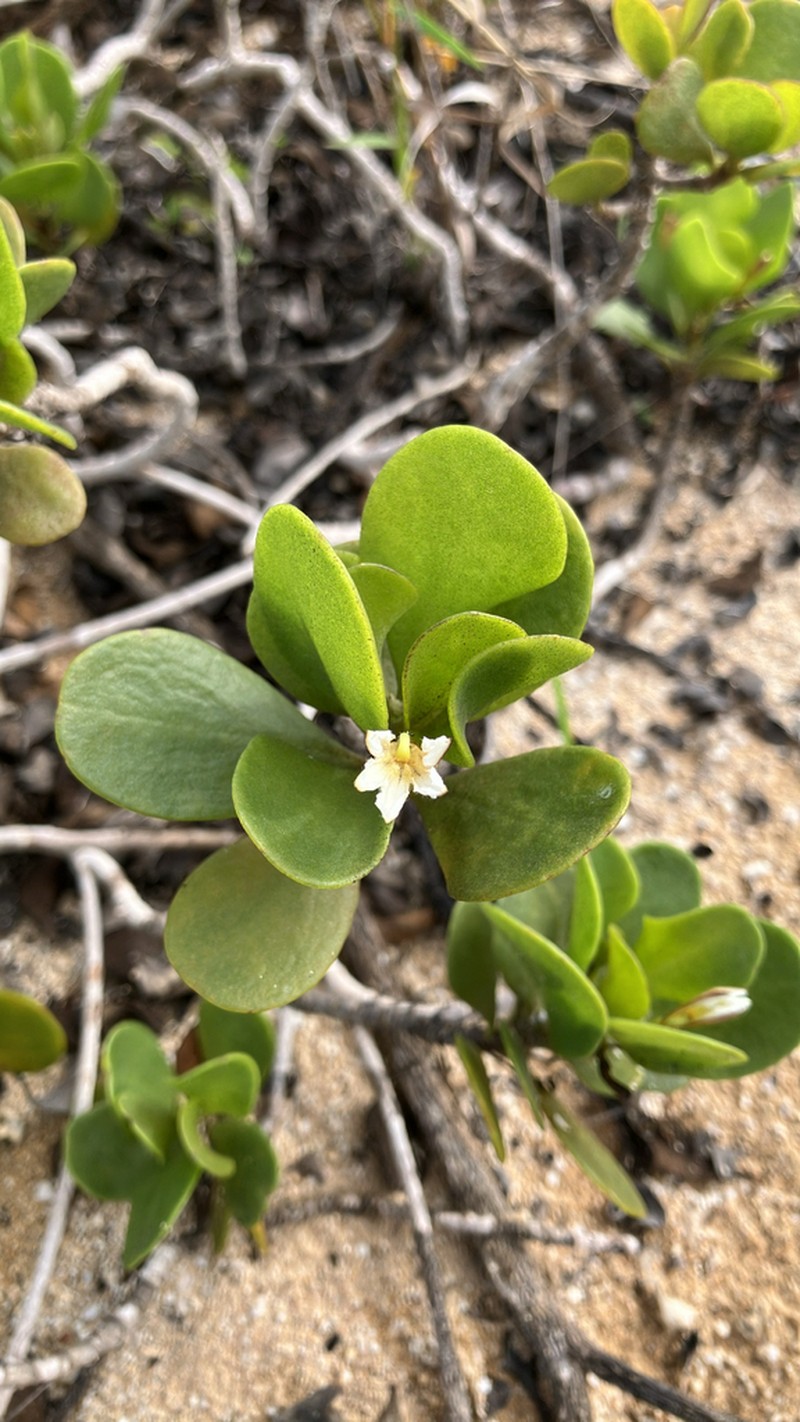 Dwarf Naupaka photo 6