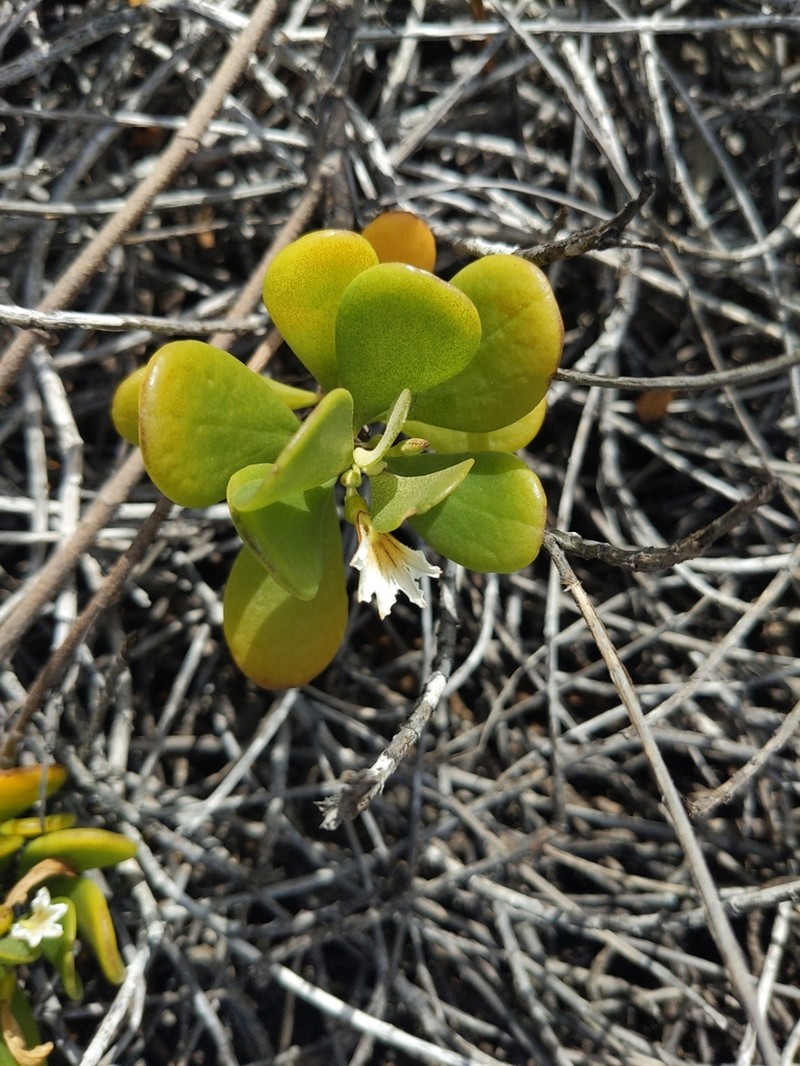 Dwarf Naupaka photo 7