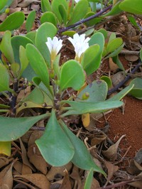 Dwarf Naupaka