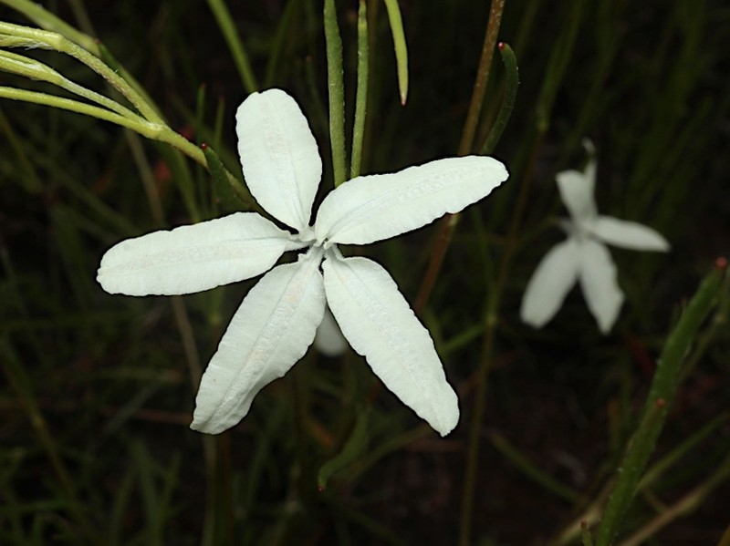 Scaevola filifolia