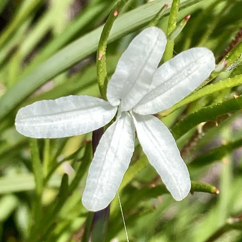 Scaevola filifolia photo 2