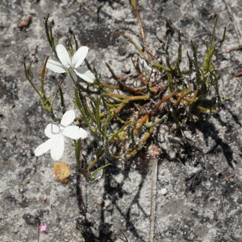 Scaevola filifolia photo 3