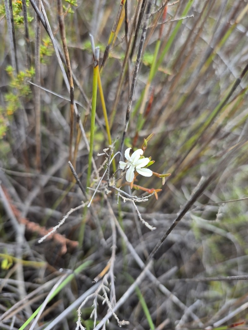 Scaevola filifolia photo 4