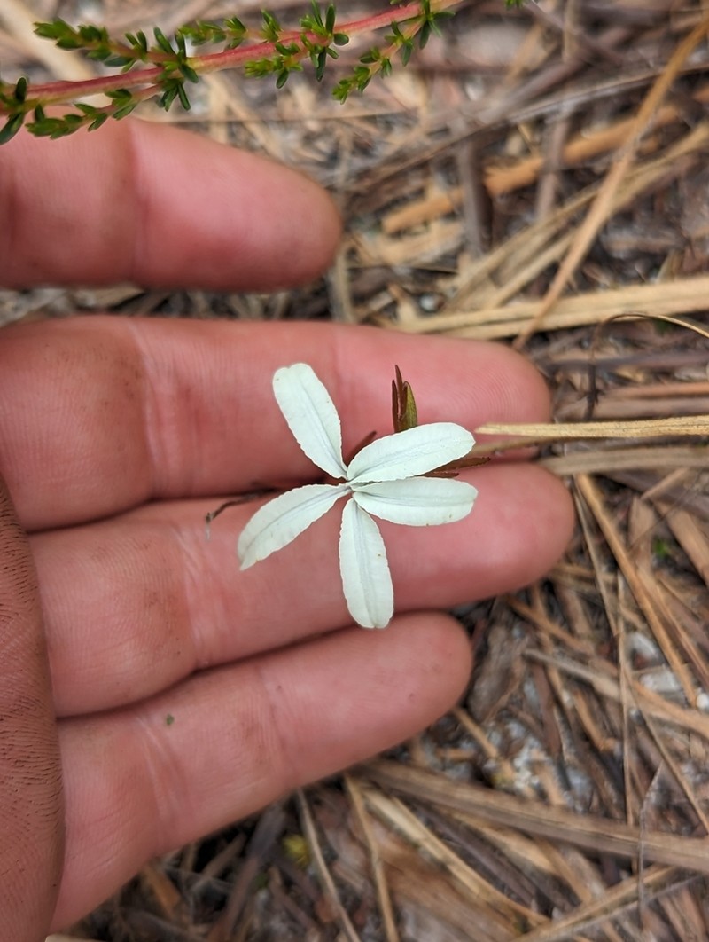 Scaevola filifolia photo 5
