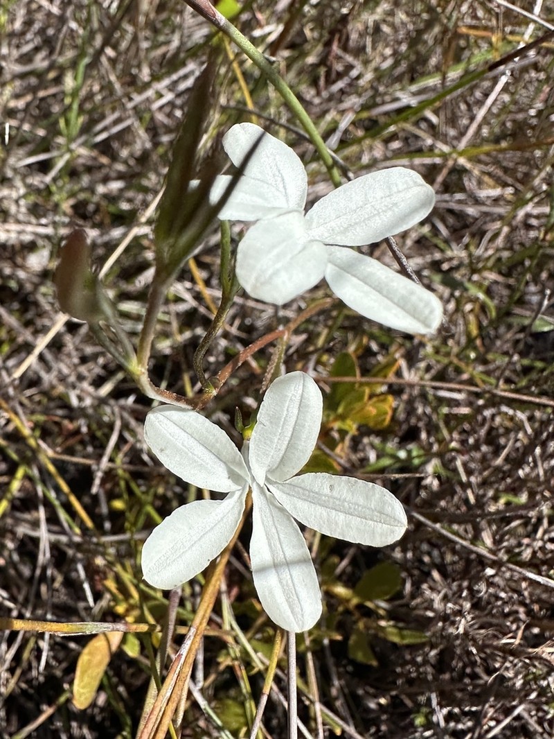 Scaevola filifolia photo 6