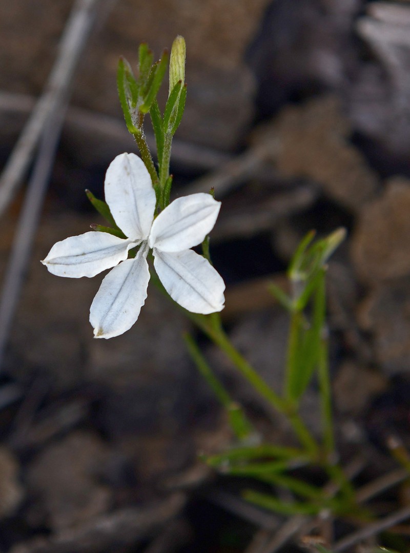 Scaevola filifolia photo 7