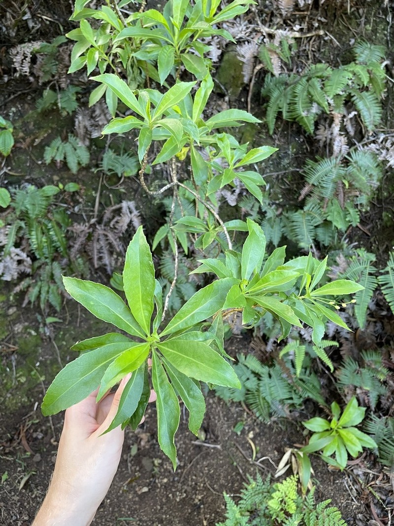 Mountain Naupaka photo 3