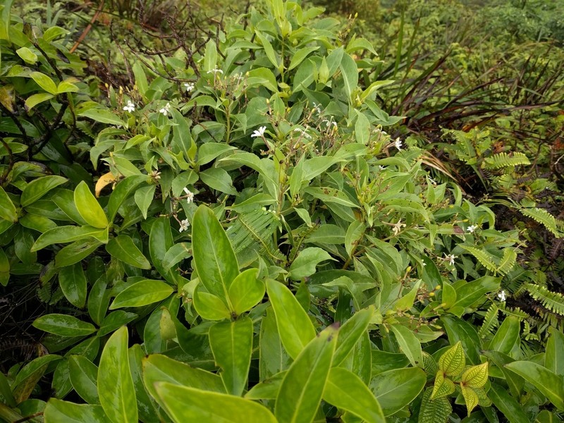 Mountain Naupaka photo 7