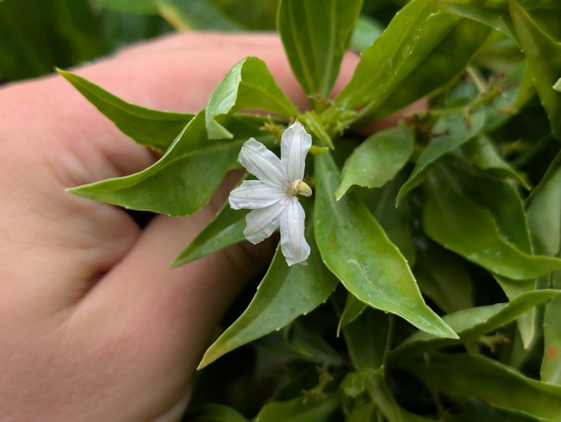 Mountain Naupaka photo 8