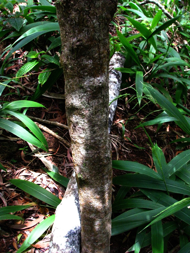 Mountain Naupaka photo 2