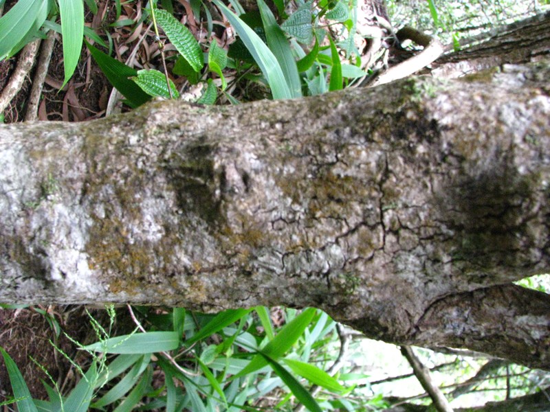 Mountain Naupaka photo 3