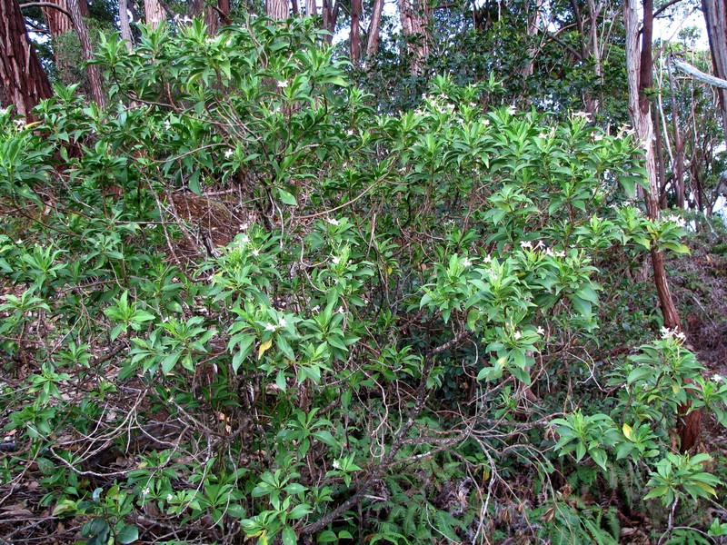 Mountain Naupaka photo 4