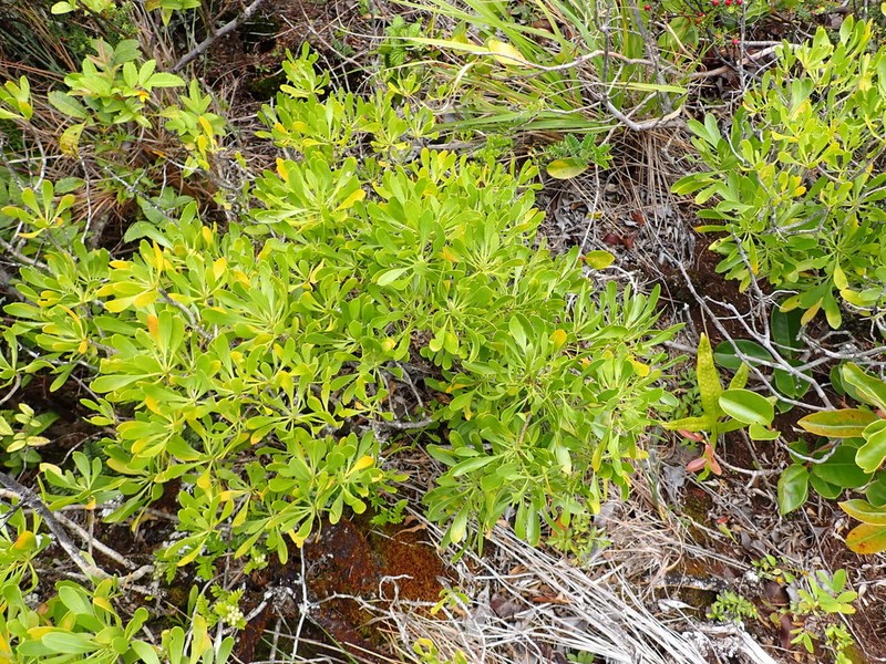 Ridgetop Naupaka photo 4