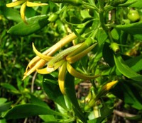 Ridgetop Naupaka