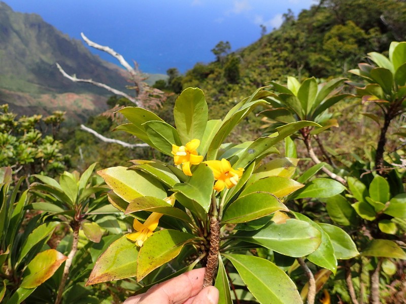 'Ohe Naupaka photo 4