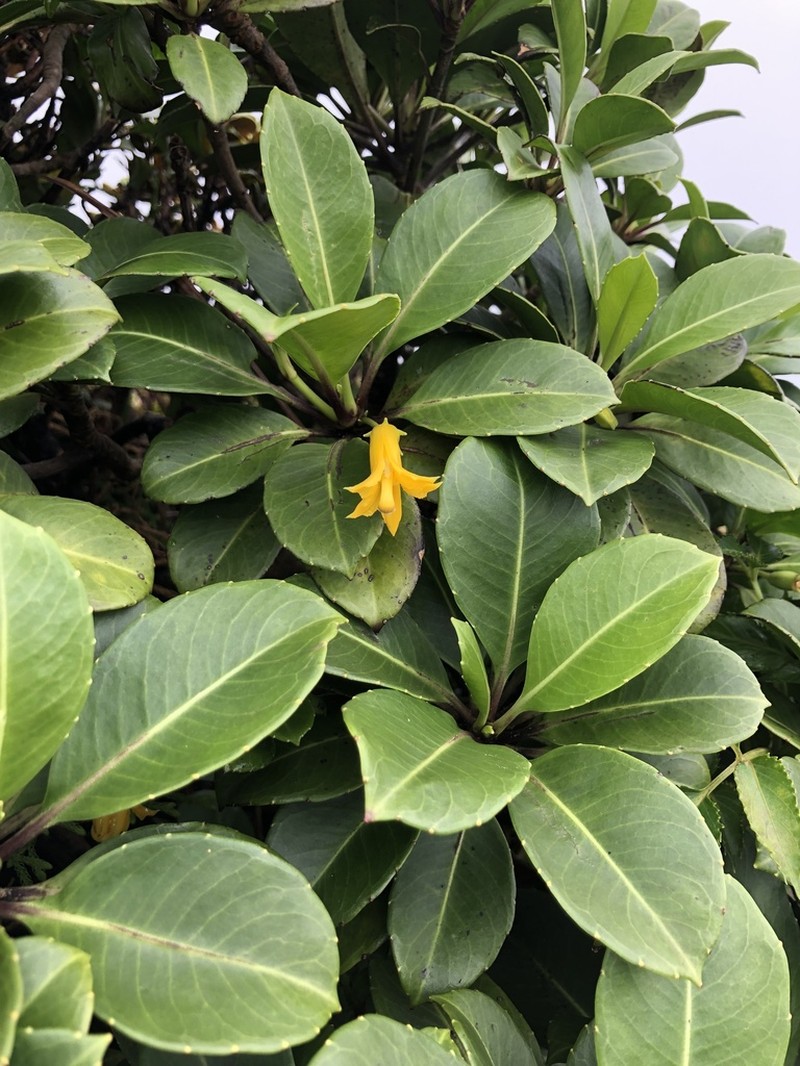 'Ohe Naupaka photo 5