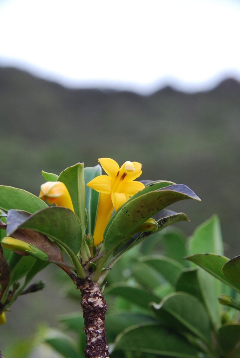'Ohe Naupaka photo 6