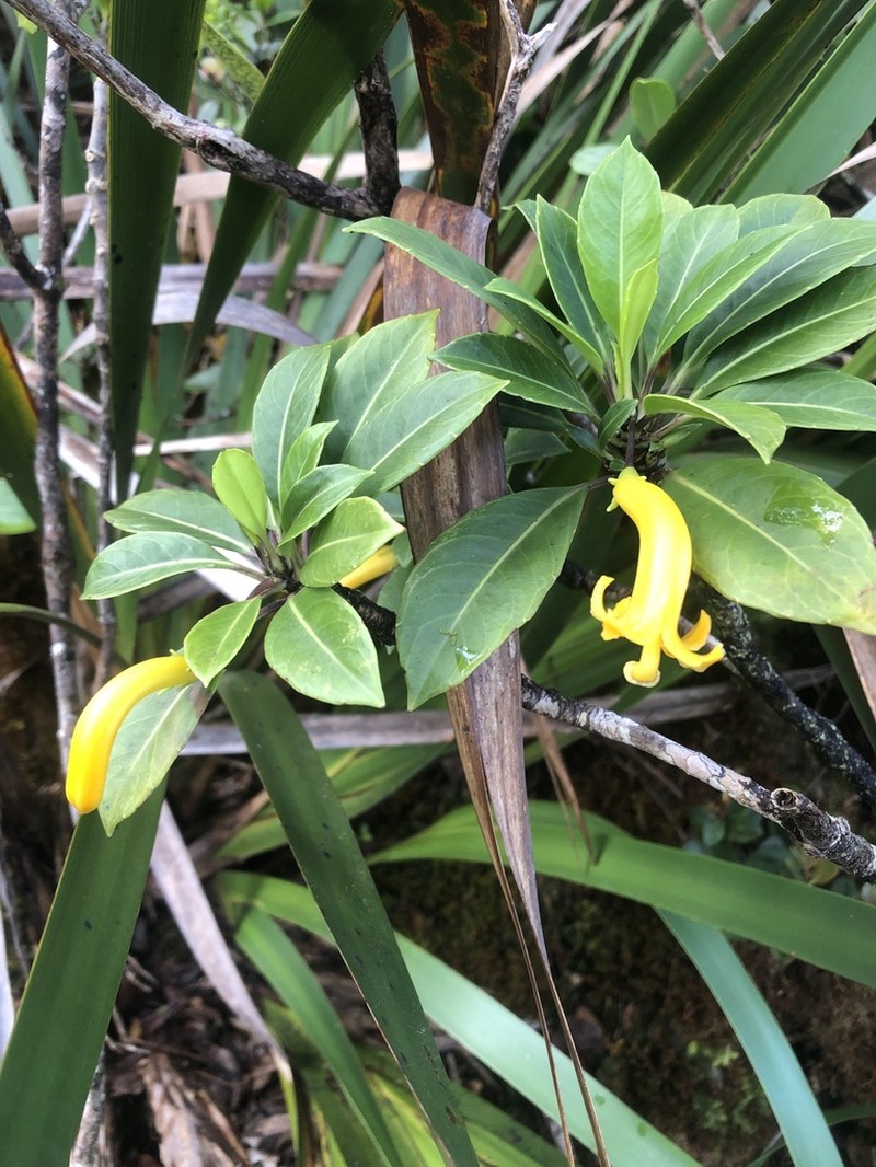 'Ohe Naupaka photo 7