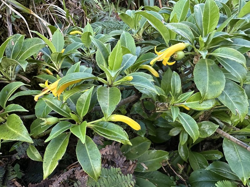 'Ohe Naupaka photo 8