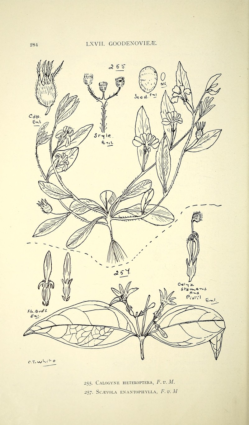 'Ohe Naupaka photo 2