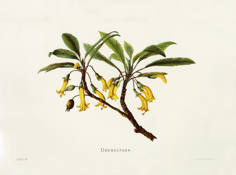 'Ohe Naupaka photo 3