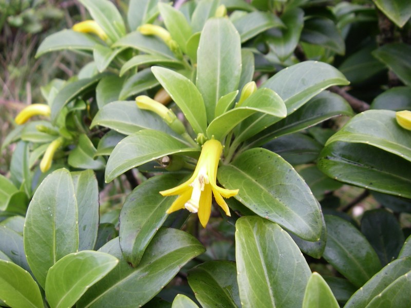 'Ohe Naupaka