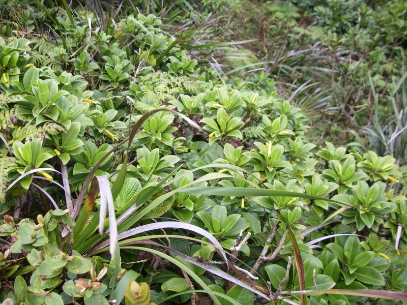 'Ohe Naupaka photo 4