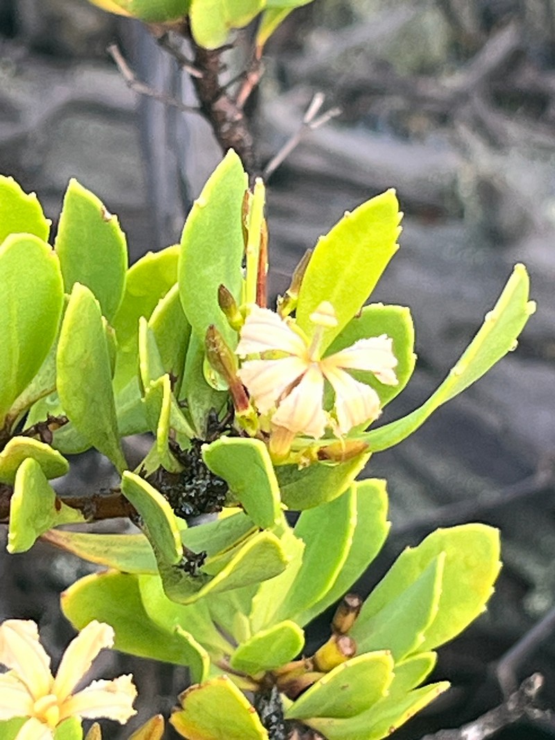 Huahekili Uka photo 4