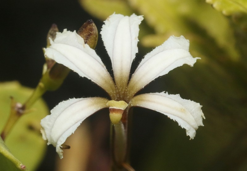 Huahekili Uka photo 5