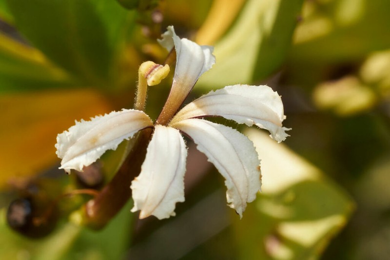 Huahekili Uka photo 6