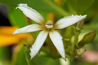 Huahekili Uka