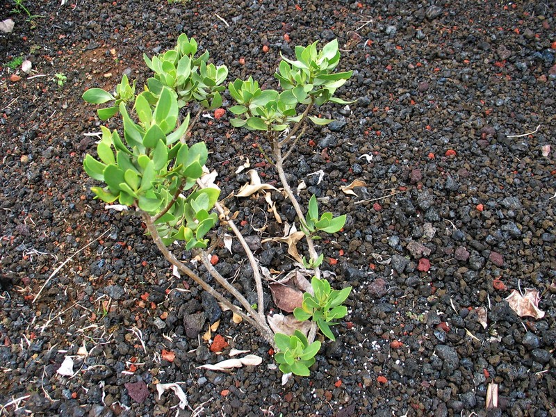 Huahekili Uka photo 2