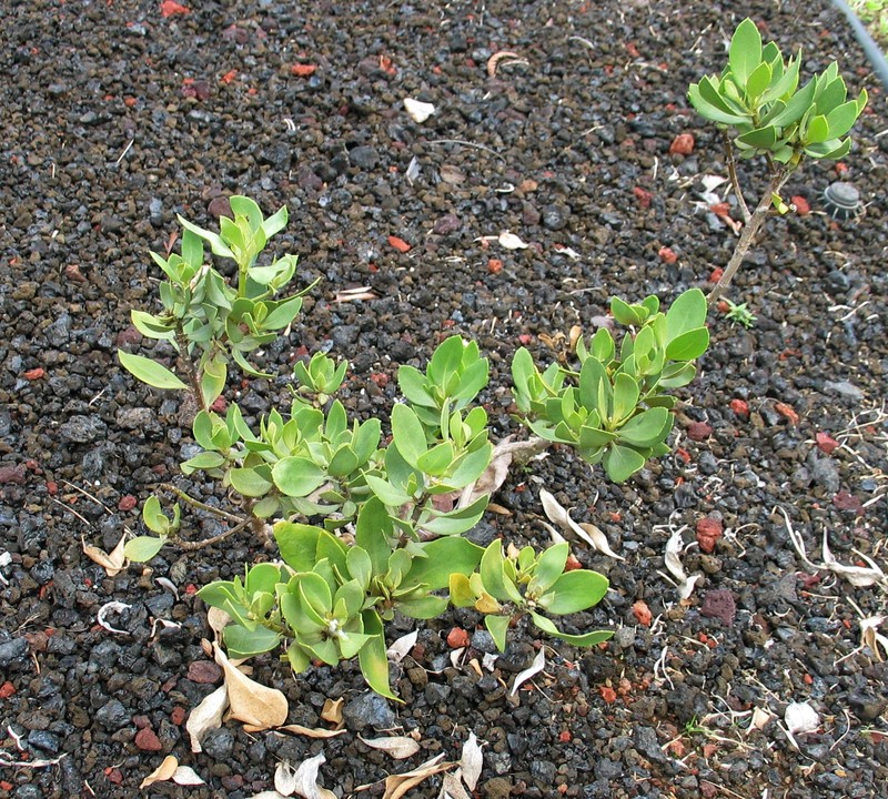 Huahekili Uka photo 3