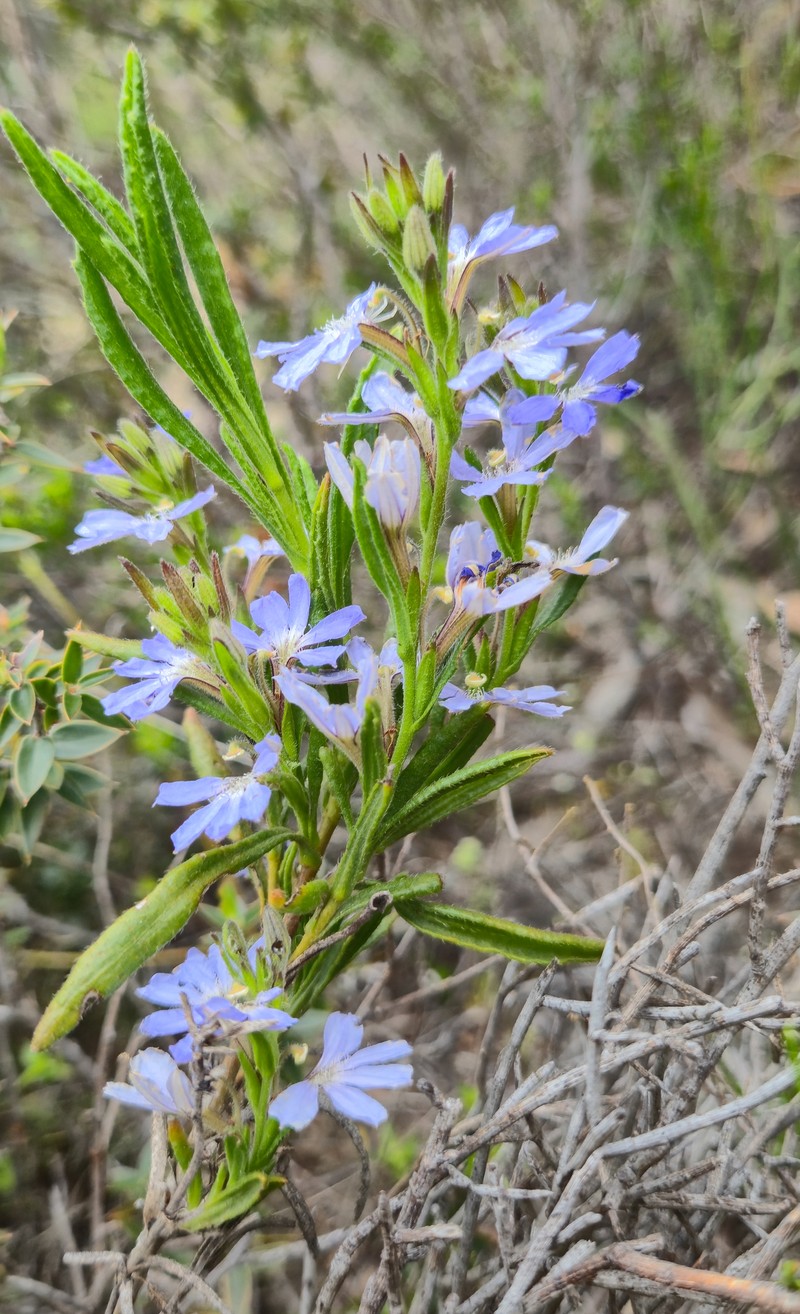 Scaevola linearis subsp. linearis