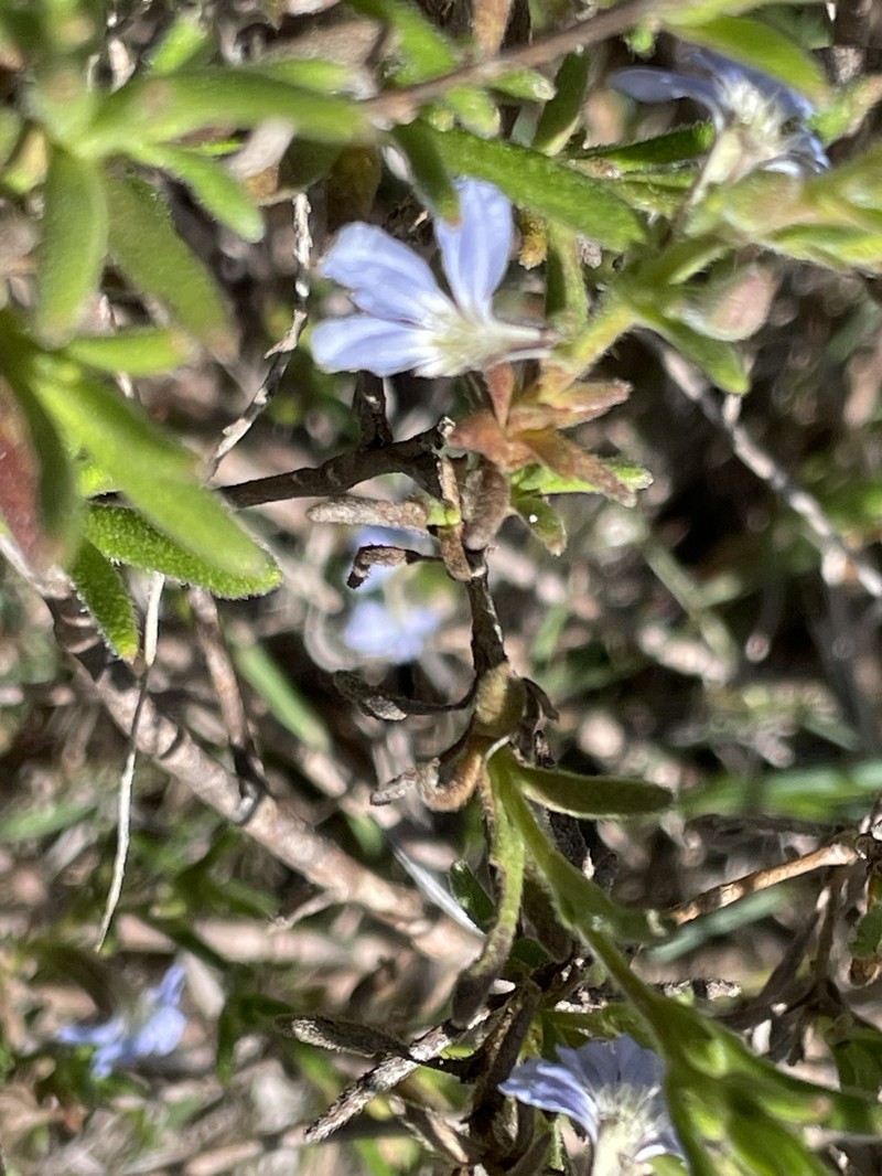 Scaevola linearis subsp. linearis photo 2