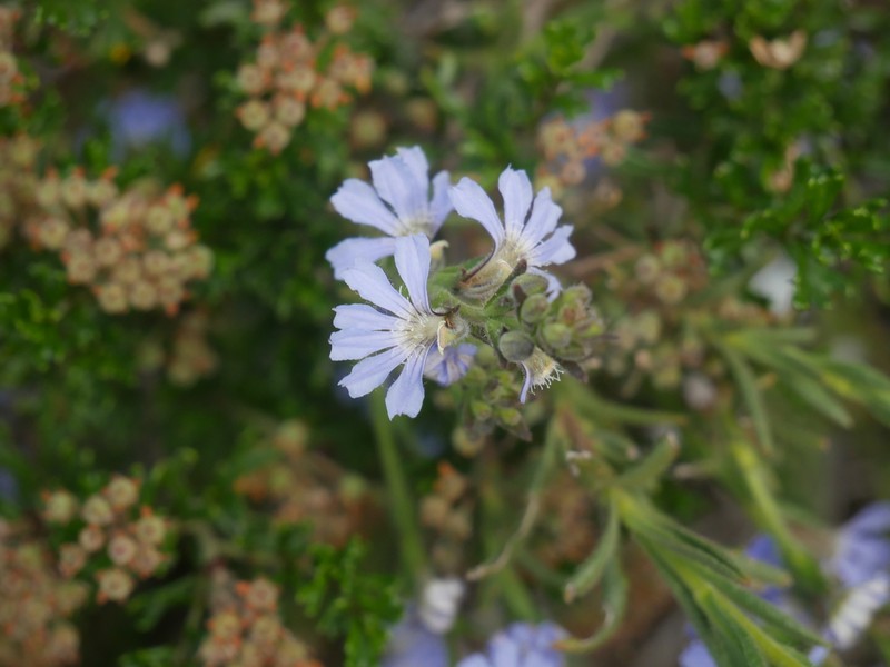 Scaevola linearis subsp. linearis photo 3