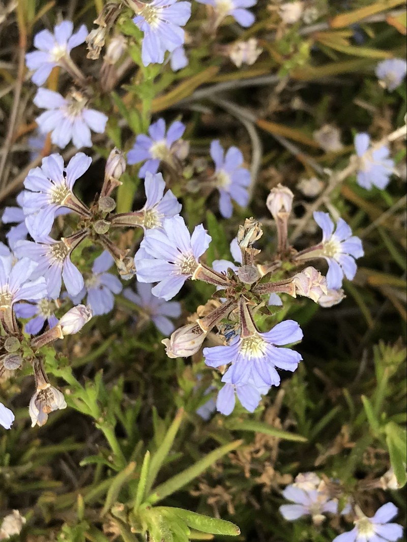 Scaevola linearis subsp. linearis photo 4