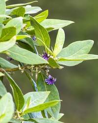 Purple Naupaka