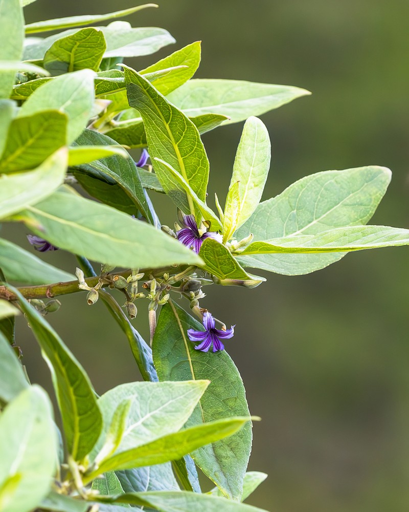 Purple Naupaka