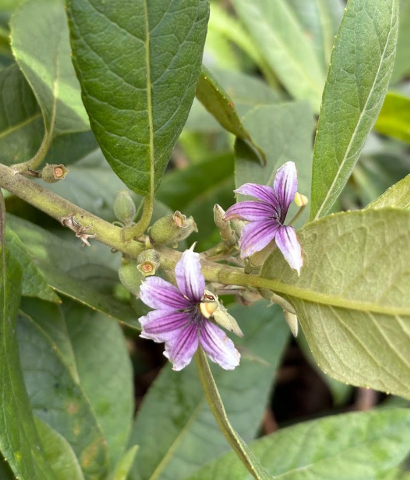 Purple Naupaka photo 2