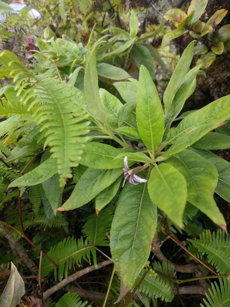 Purple Naupaka photo 4