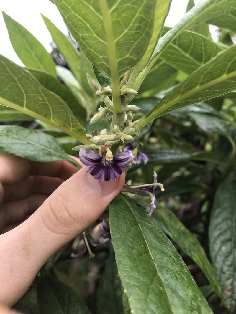 Purple Naupaka photo 5