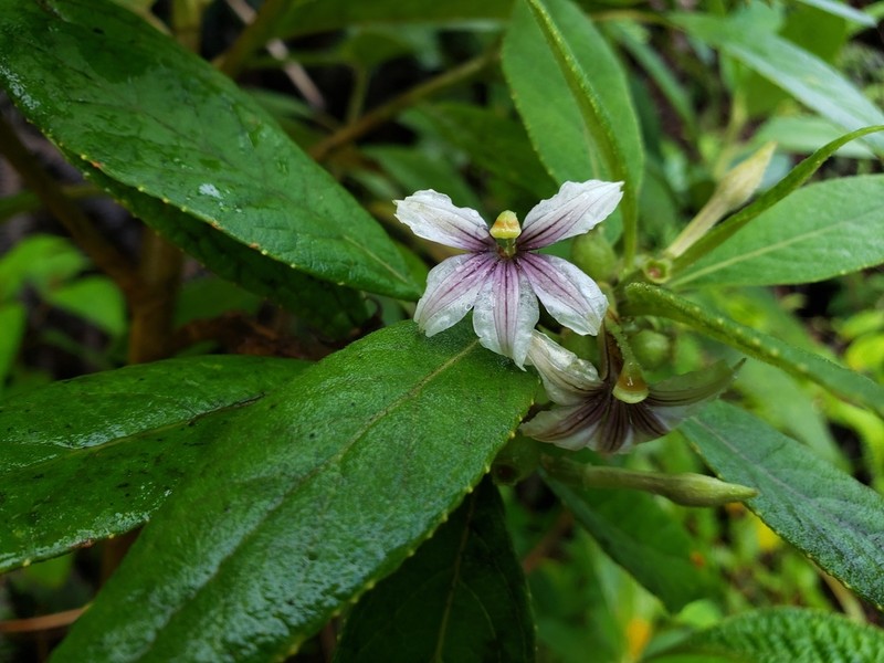 Purple Naupaka photo 6