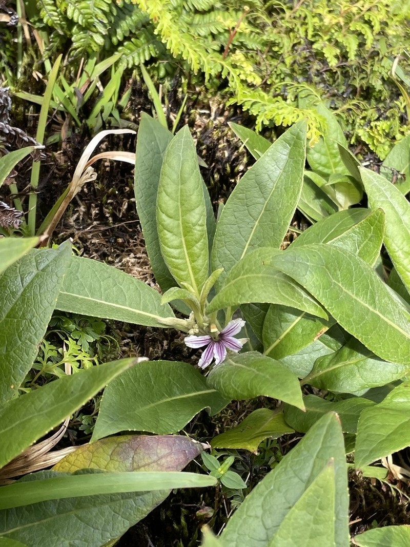 Purple Naupaka photo 7