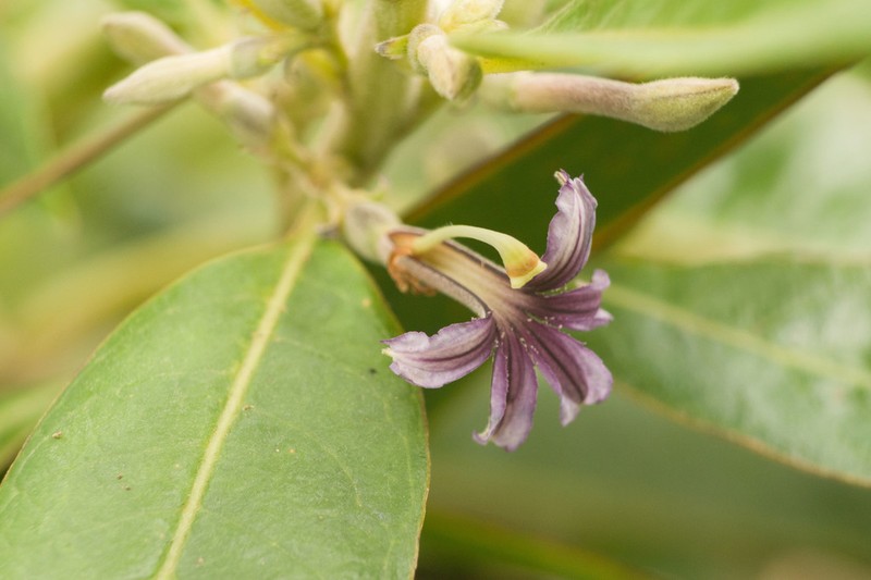 Purple Naupaka photo 8