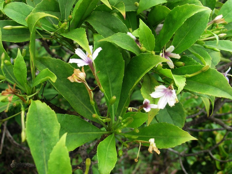 Purple Naupaka photo 5